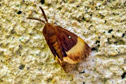 Oak Eggar Moth. Stock Photos