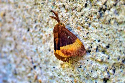 Oak Eggar Moth. Stock Photos