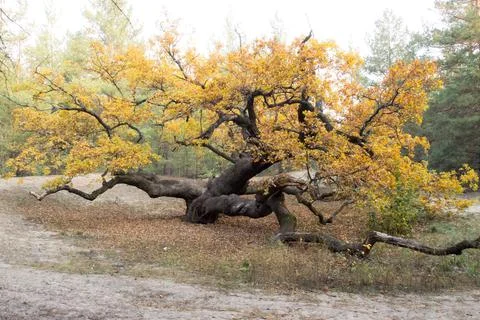 Oak, fall, forest Stock Photos