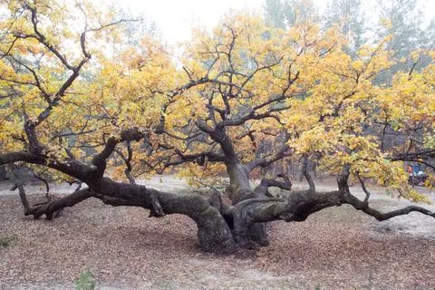 Oak, fall, forest Stock Photos