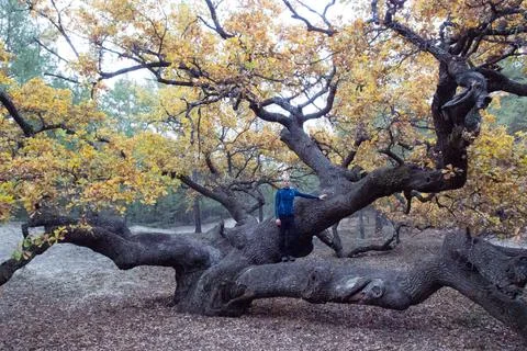 Oak, fall Stock Photos