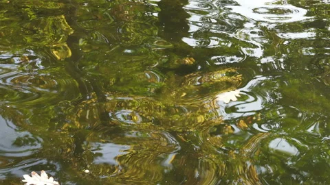 Oak fallen leaf floats on the water which reflects the autumn yellow forest Stock Footage 140084375