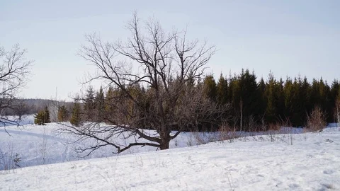 An oak with fallen leaves stands on the edge of the spring forest. Stock Footage 111569952