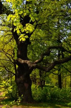 Oak fellow Stock Photos