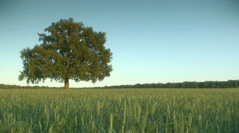 Oak in the field Video stock 755286