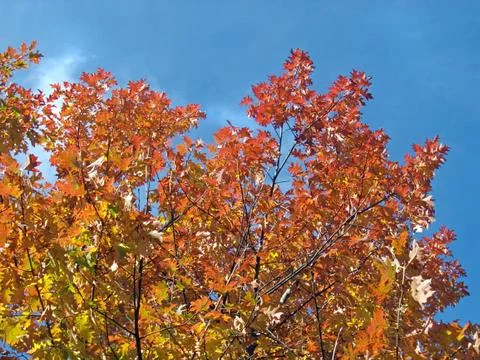 Oak foliage (2) Stock Photos