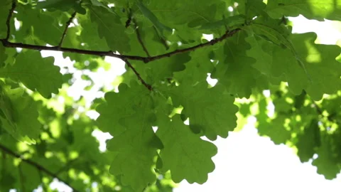 Oak foliage leaves  close up Stock Footage 104289751