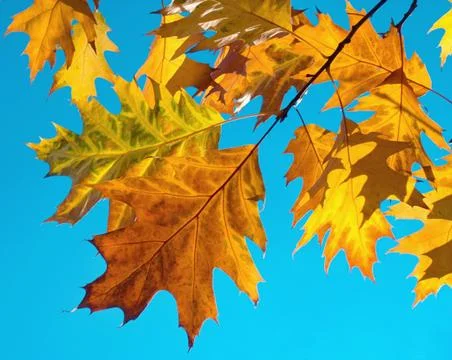 Oak foliage Stock Photos