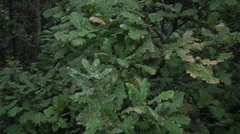 Oak Видео 8991277