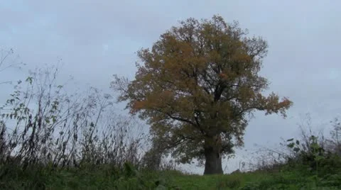 Oak Stock-Footage 12268648