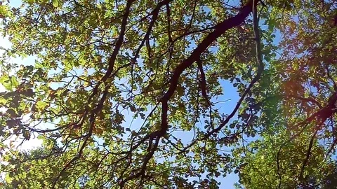 Oak Video stock 81593505