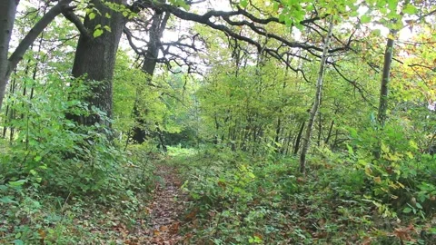 Oak Stock Footage 230990904