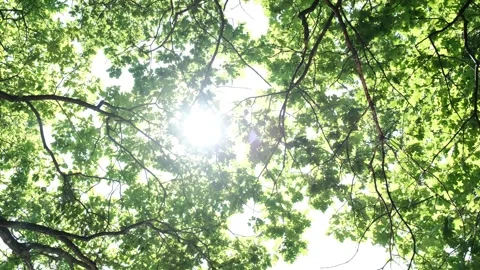 Oak Stock Footage 246498560