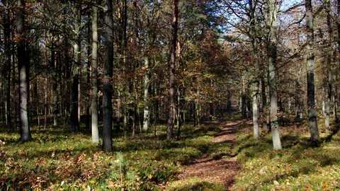 Oak Forest in autumn Stock Footage 102261805