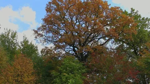 Oak forest in autumn Stock Footage 277578300