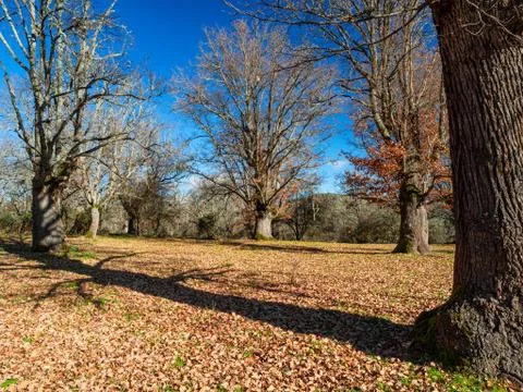 Oak forest in autumn Stock Photos