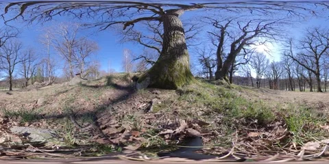 Oak Forest In Autumn. Trees Without Leaves - 360 VR Video stock 131006946