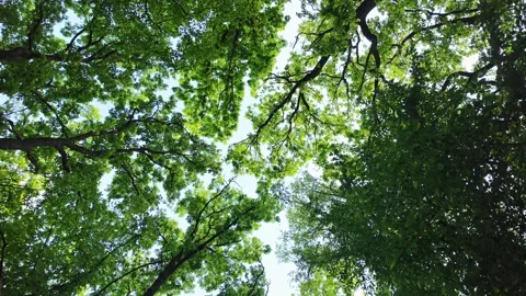 Oak forest, camera rotation. Stock Footage 311584527