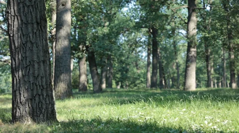 Oak forest Video stock 33951528