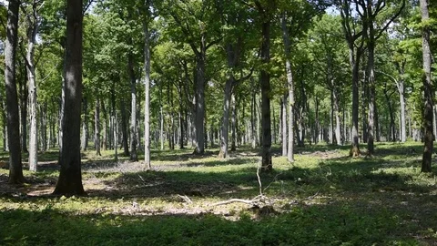 Oak forest Stock Footage 89489437