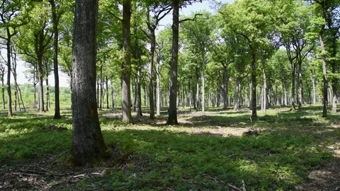 Oak forest Stock Footage 89490686