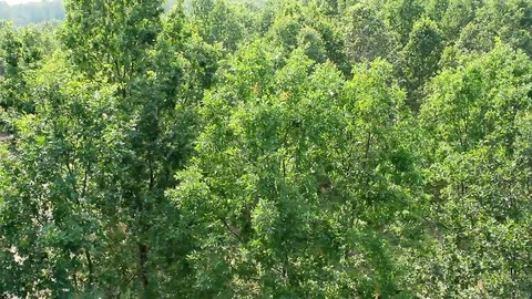 Oak forest Stockbeeldmateriaal 101295890