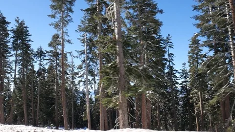 Oak forest Stock-Footage 104201778