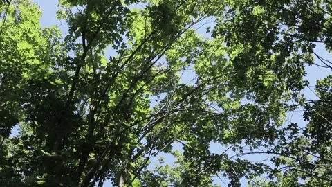 Oak Forest Video stock 241322653