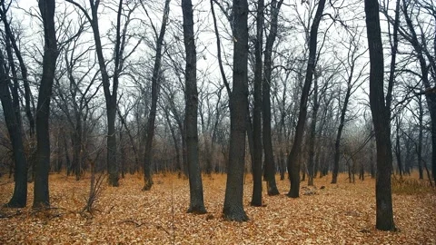 Oak forest in late autumn, fallen leaves Stock Footage 166411568