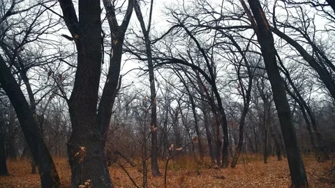 Oak forest in late autumn, fallen leaves Stock-Footage 166411636