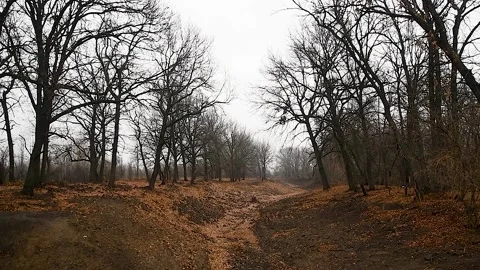 Oak forest in late autumn, fallen leaves Видео 211165249