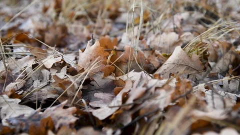 Oak forest in late autumn, fallen leaves Vídeo Stock 211165341