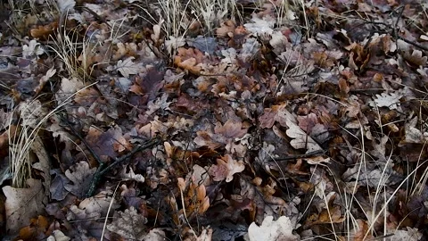 Oak forest in late autumn, fallen leaves 動画素材 211165381