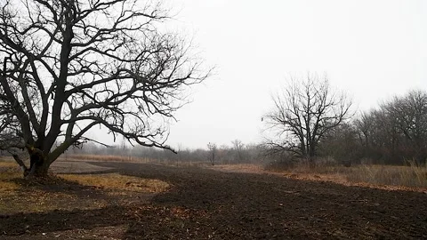 Oak forest in late autumn, fallen leaves 動画素材 220444660
