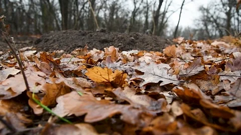 Oak forest in late autumn, fallen leaves Видео 220617372