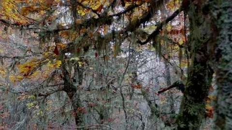 Oak forest with lichen on the branches during autumn season Video stock 56554792
