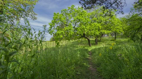 Oak On The Forest Path, Shot Slider Stock Footage 37768032
