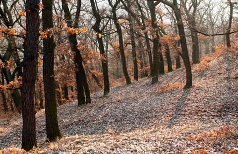 Oak forest Foto stock
