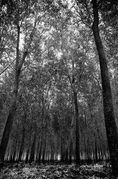 Oak forest Foto stock