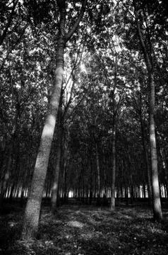 Oak forest Stock Photos