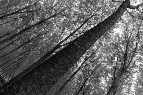 Oak forest Stock Photos