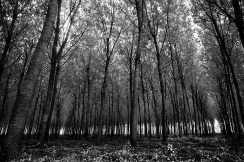 Oak forest Foto stock