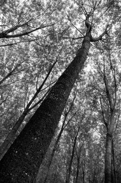 Oak forest Stock Photos