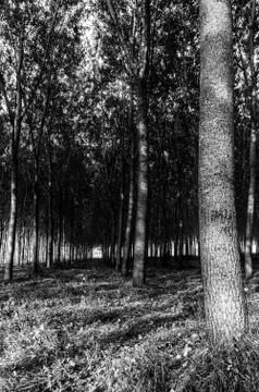 Oak forest Stock Photos