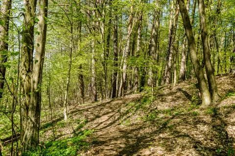  Oak forest Stock Photos