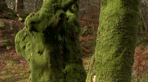 OAK FOREST, SCOTLAND Stock Footage 46171405