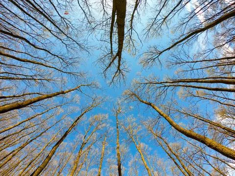 Oak forest in springtime, bottom view picture. Selective focus. Stock Photos