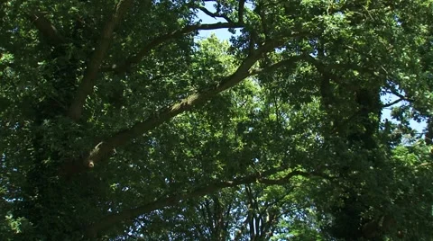 Oak forest in summer breeze - low angle Видео 54557865