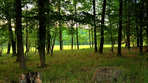 Oak Forest by a Sunlit Meadow in Summer, Birdsong Sounds 動画素材 336107127