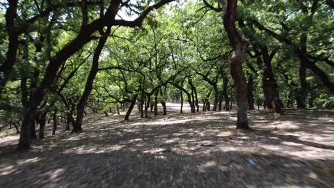 Oak Forest Trail With Leaf Shadows During Bright Midday Light Stock Footage 326165106
